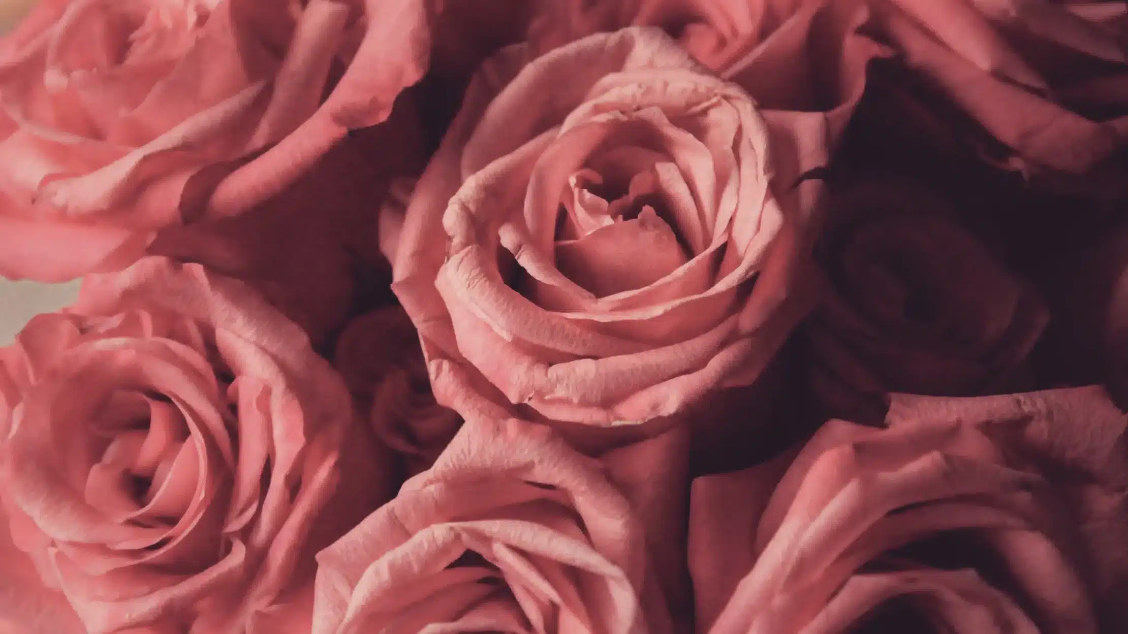 an image of pink roses