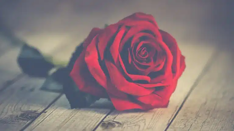 6 Heartfelt Romantic Urdu Quotes to Express Your Love